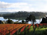Saltings Estate Vineyard & Accommodation