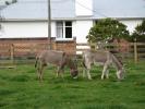Brazen Dale Farmstay